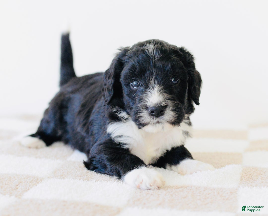 Bernedoodle dogs for sale: Knit  - Ad 6