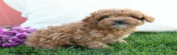 Cavapoo dogs for sale: Fanny - Ad 3