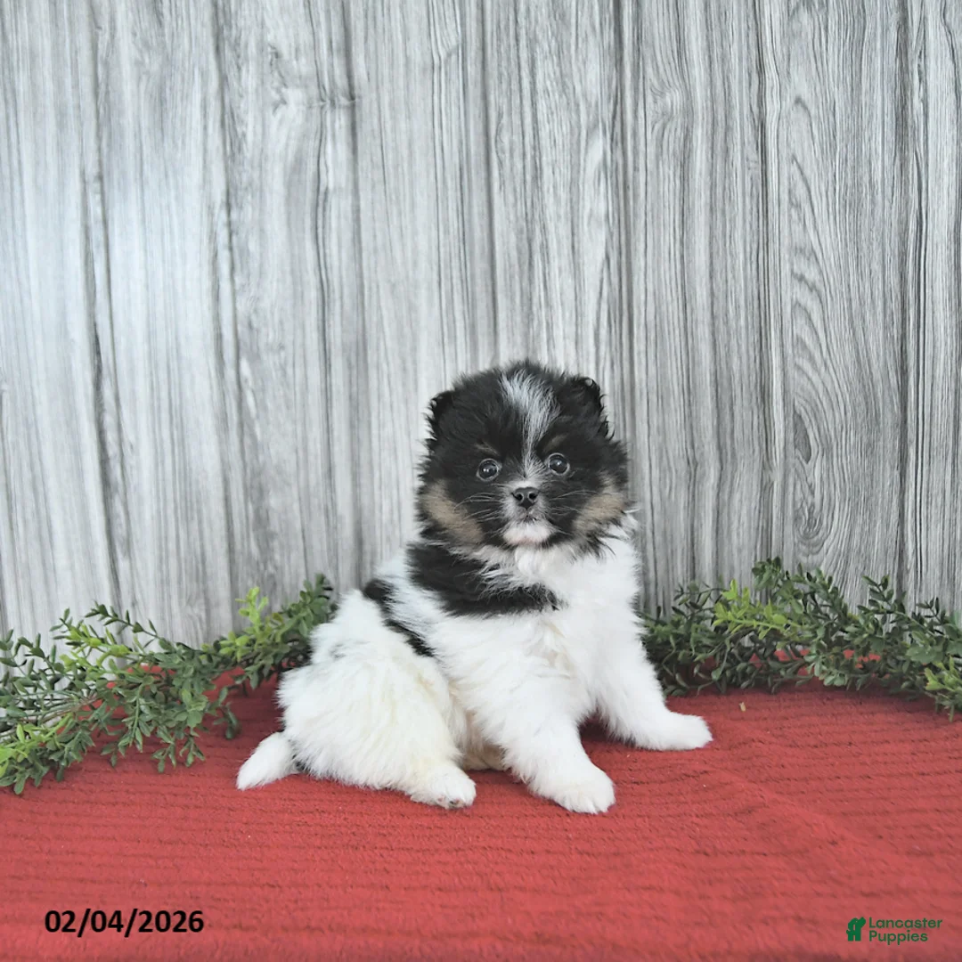 Pomeranian dogs for sale: Cory - Ad 5