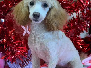 Toy Poodle dogs Sadie - Ad 11