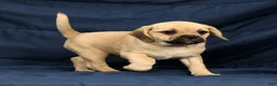 Puggle dogs for sale: Carla - Ad 4