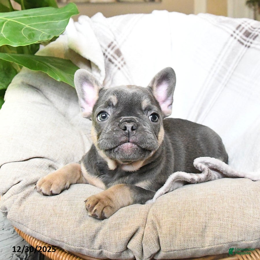 French Bulldog dogs Tracy - Ad 11