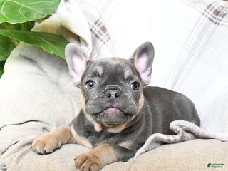 French Bulldog dogs Tracy - Ad 28