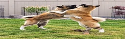 Akita dogs for sale: Oliver - Ad 3