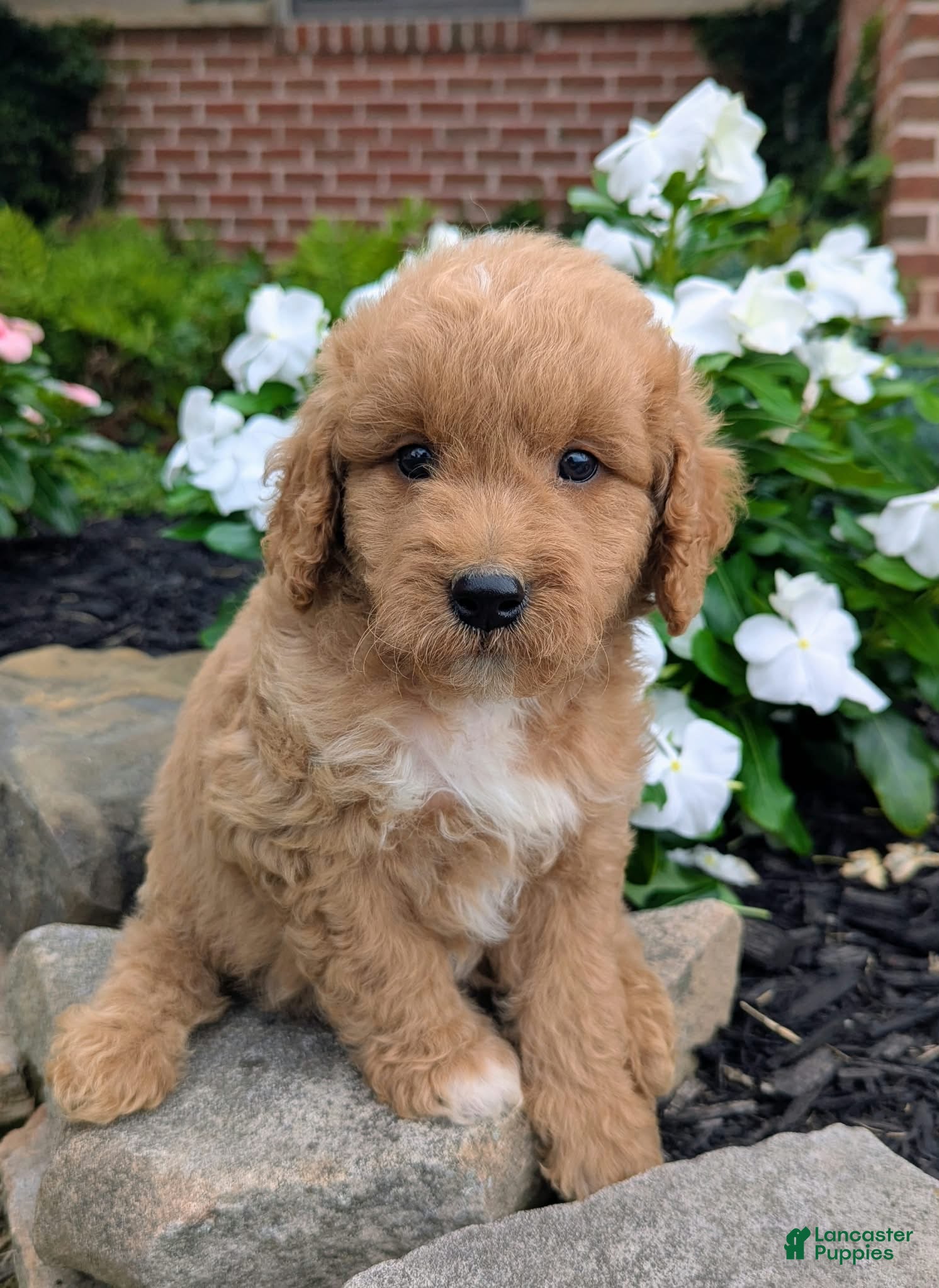 Mini Goldendoodle dogs Penny F1B - Ad 1