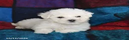 Bichon Frise dogs for sale: Snowflake - Ad 3