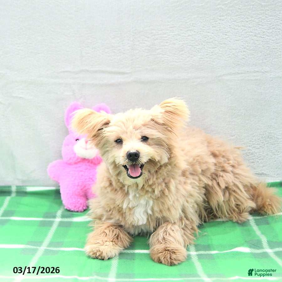 Pomapoo dogs Teddy Bear - Ad 1