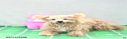 Pomapoo dogs for sale: Teddy Bear - Ad 1