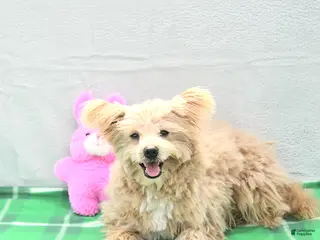 Pomapoo dogs for sale: Teddy Bear - Ad 3