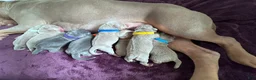 American Bully dogs for sale: American Bully 1 - Ad 4
