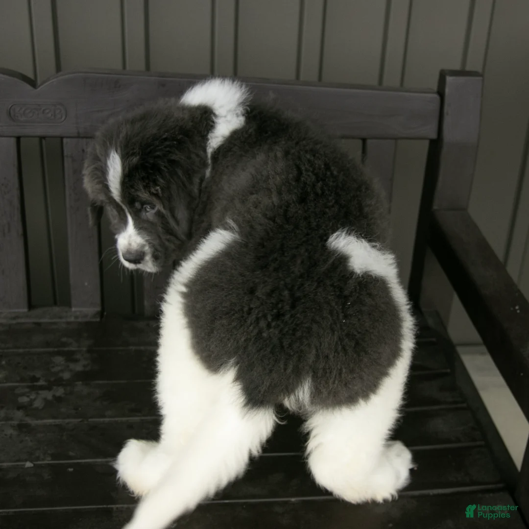 Newfoundland dogs for sale: Roscoe - Ad 5