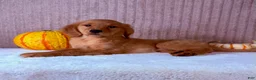 Golden Retriever dogs for sale: Dalila  - Ad 2