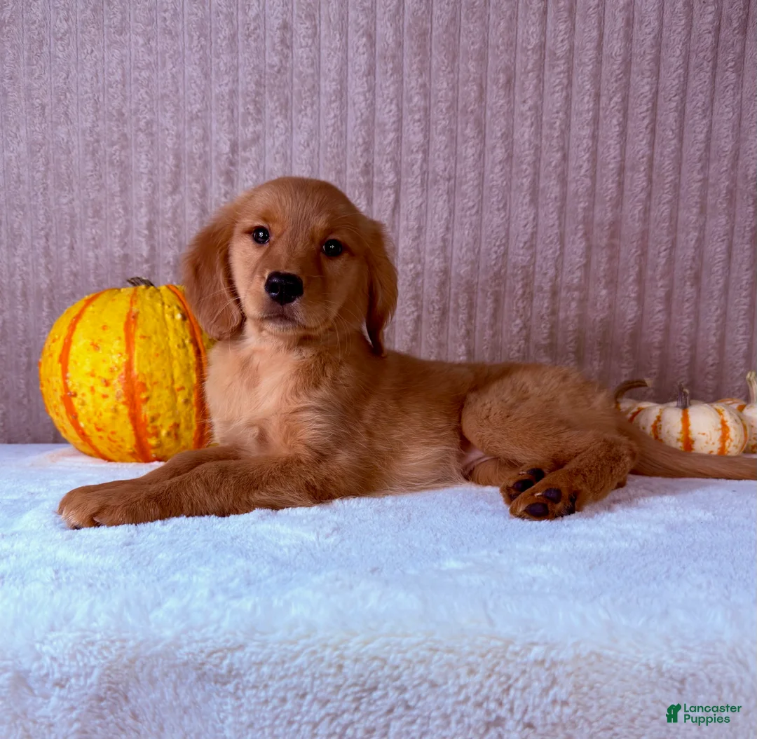 Golden Retriever dogs for sale: Dalila  - Ad 2