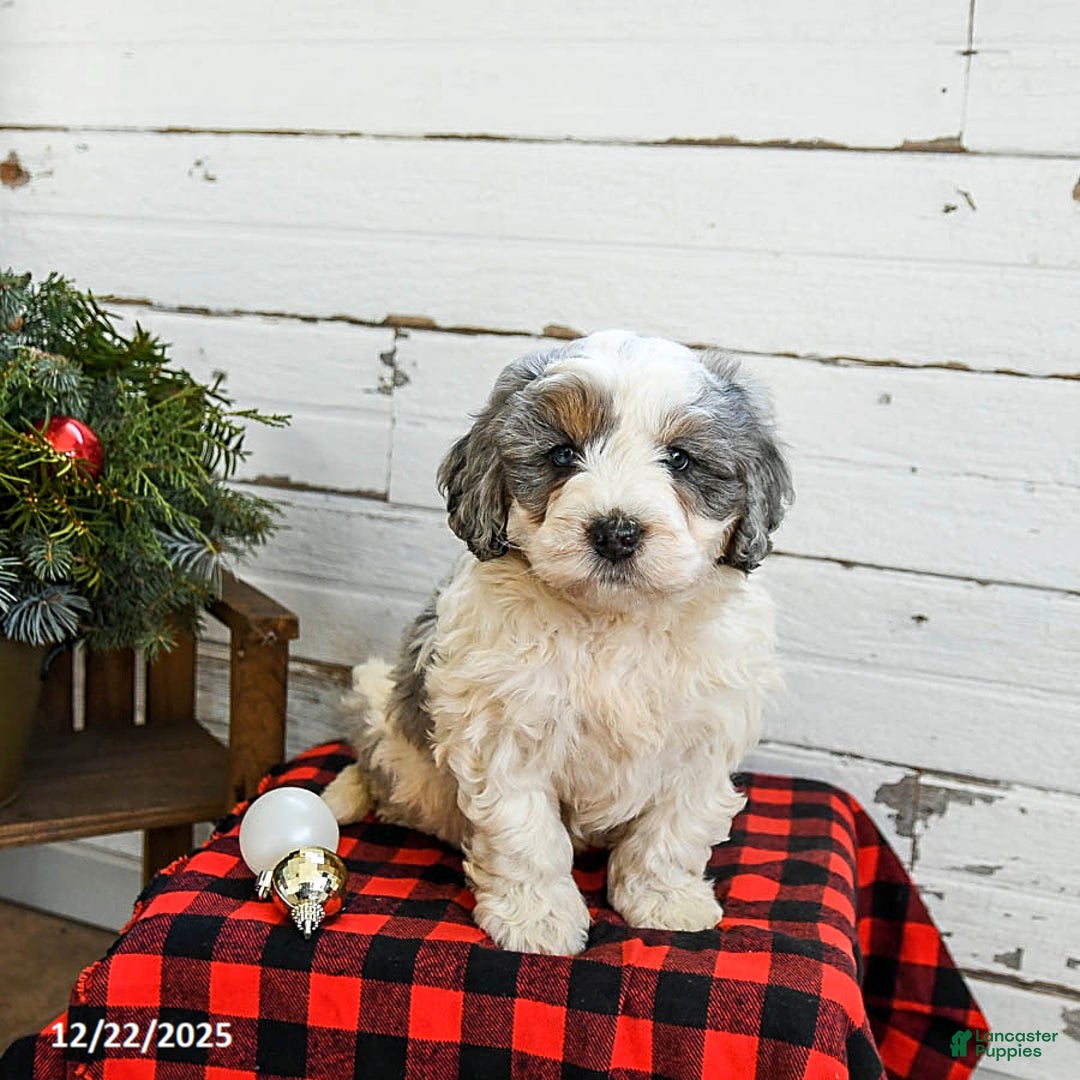 Mini Bernedoodle dogs for sale: Waffles - Ad 1
