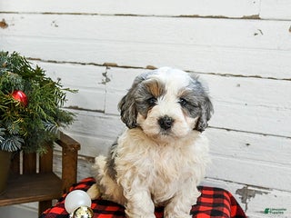 Mini Bernedoodle dogs Waffles - Ad 19