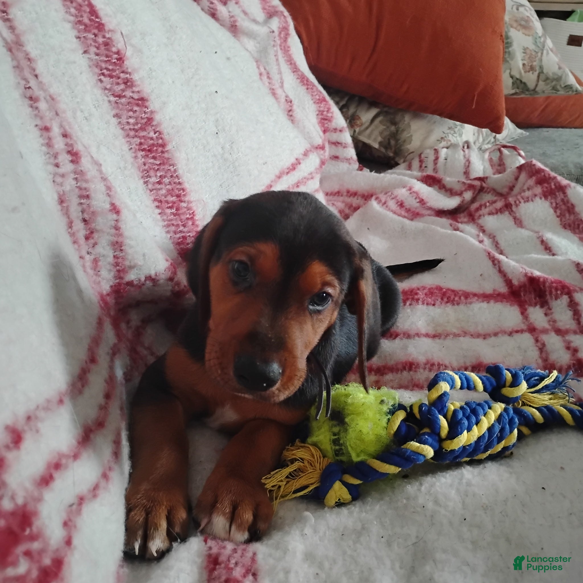 Mixed Breed dogs Mixed Breed Puppy 1 - Ad 32