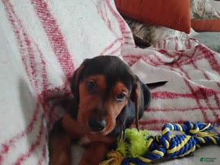 Mixed Breed dogs Mixed Breed Puppy 1 - Ad 32