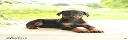 Doberman Pinscher dogs for sale: Avalon - Ad 4