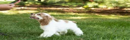 Cocker Spaniel dogs for sale: Freckles  - Ad 8