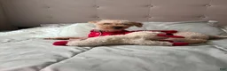 Cockapoo dogs for sale: Kingston  - Ad 4