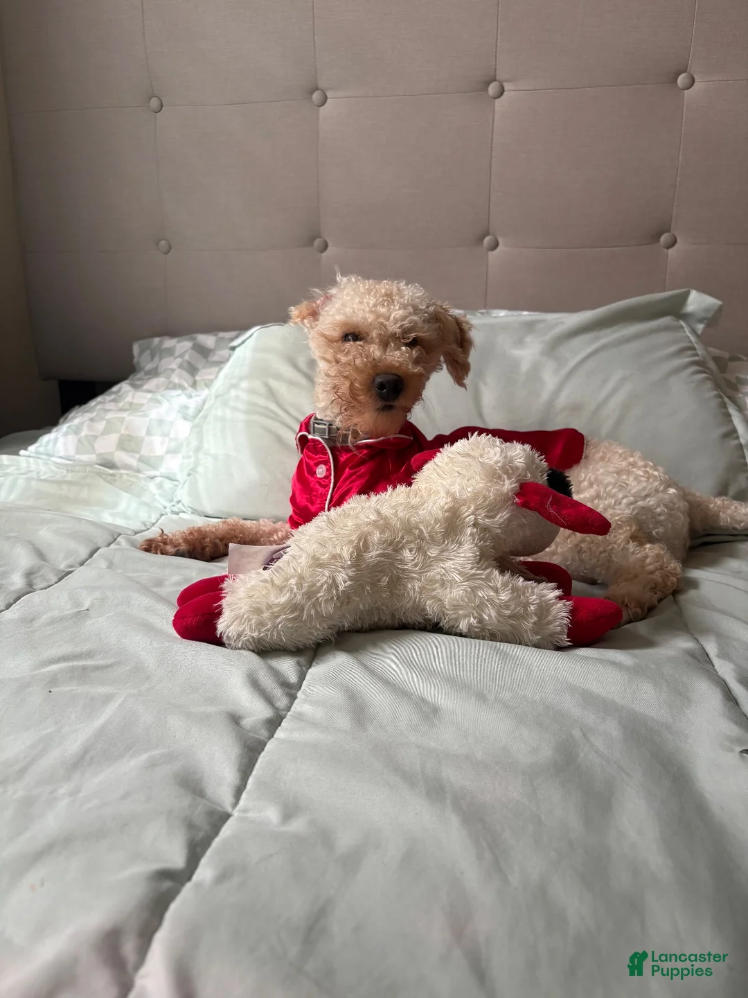 Cockapoo dogs for sale: Kingston  - Ad 4