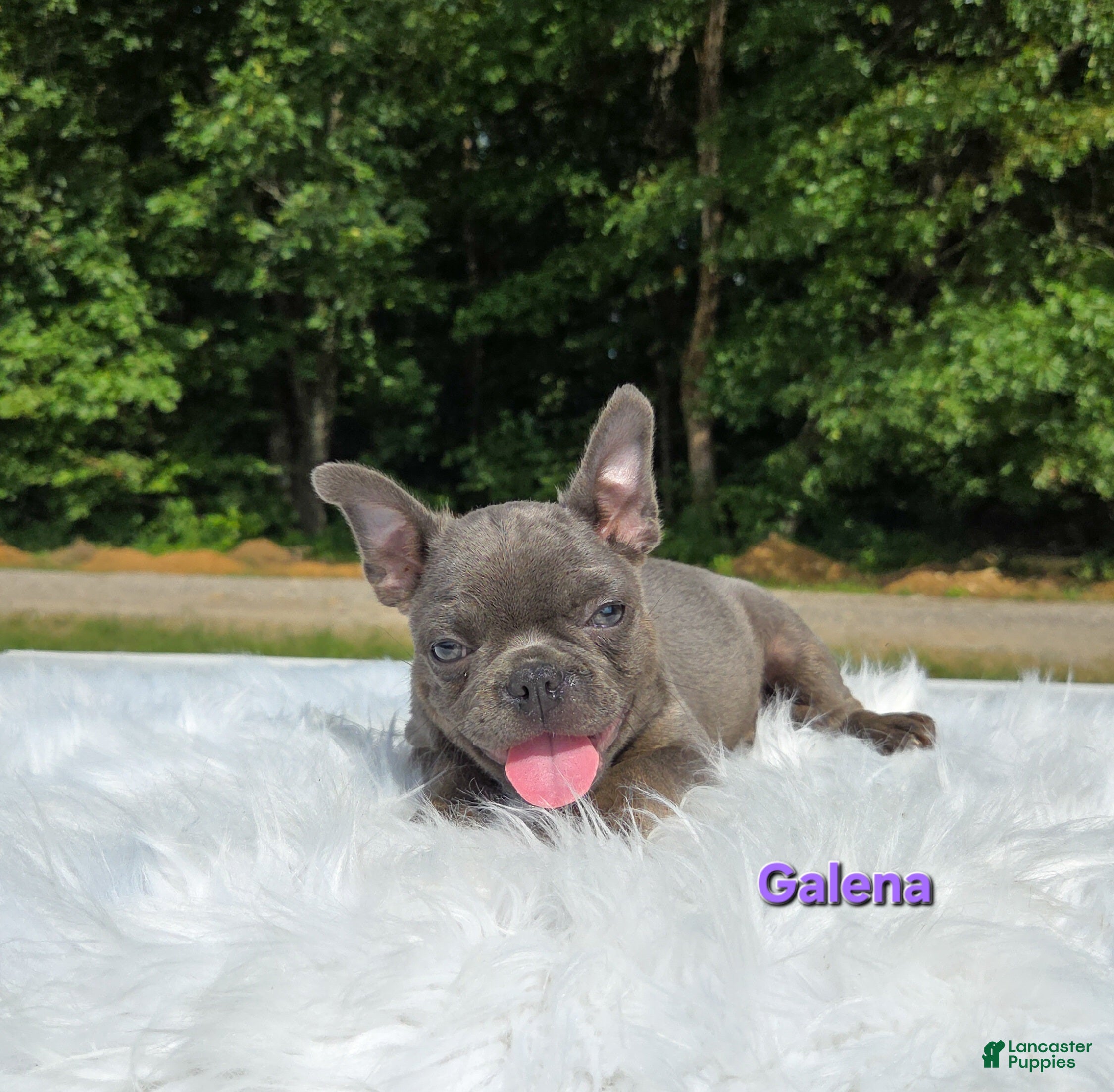 Frenchton dogs Galena  - Ad 1