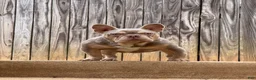 French Bulldog dogs for sale: Cookie - Ad 7