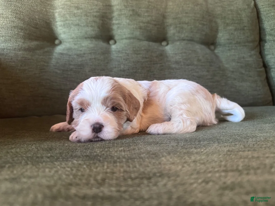 Mixed Breed dogs for sale: Tank (White/Brown Boy) - Ad 1