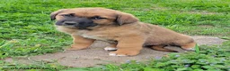 Mixed Breed dogs for sale: Jan - Ad 2