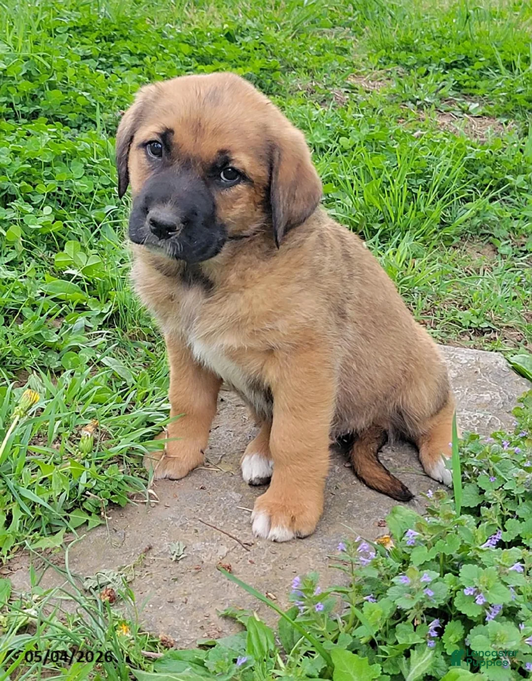 Mixed Breed dogs for sale: Jan - Ad 2