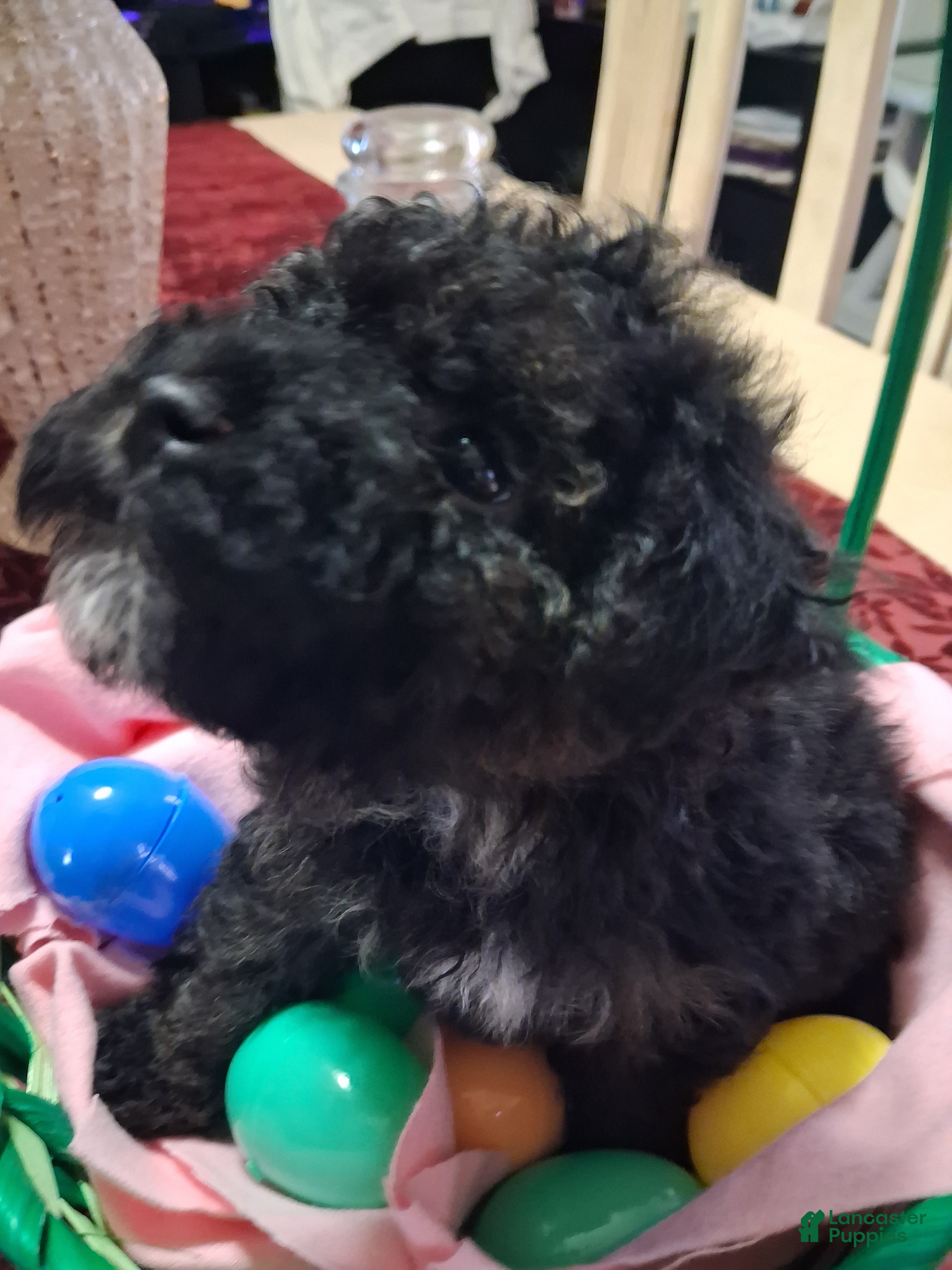 Yorkiepoo dogs Yorkiepoo Puppy 3 - Ad 13