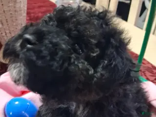 Yorkiepoo dogs Yorkiepoo Puppy 3 - Ad 13