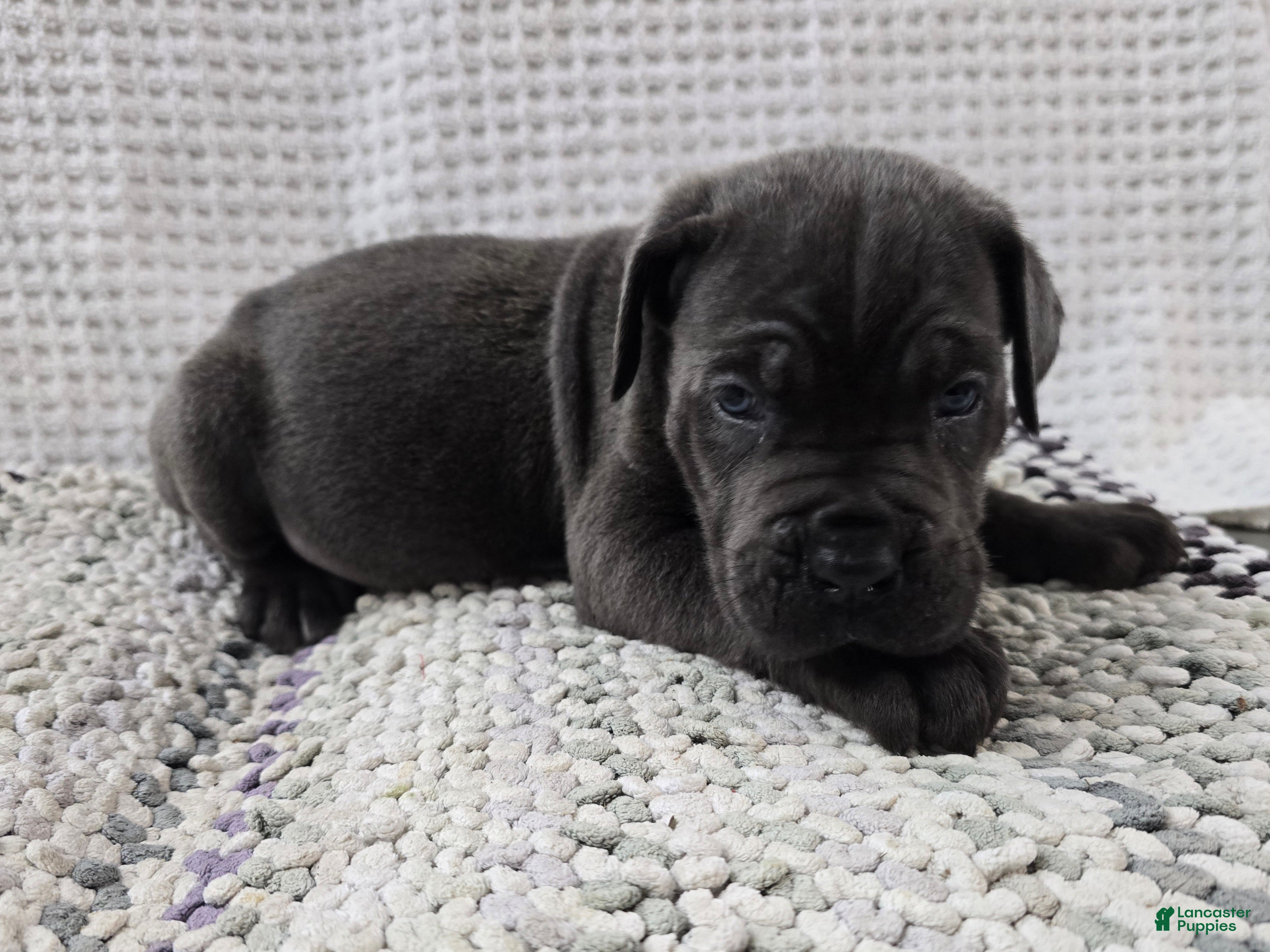 Cane Corso dogs Cane Corso 3 - Ad 2