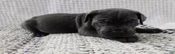 Cane Corso dogs for sale: Cane Corso 3 - Ad 2