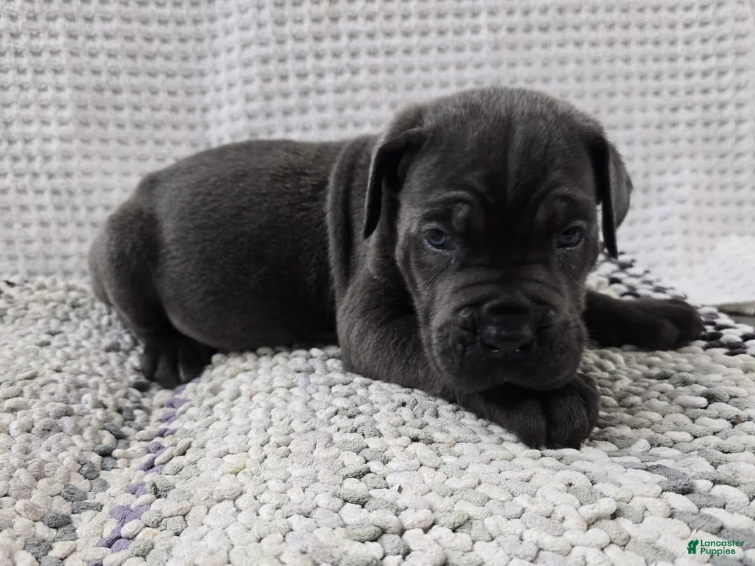 Cane Corso dogs for sale: Cane Corso 3 - Ad 2