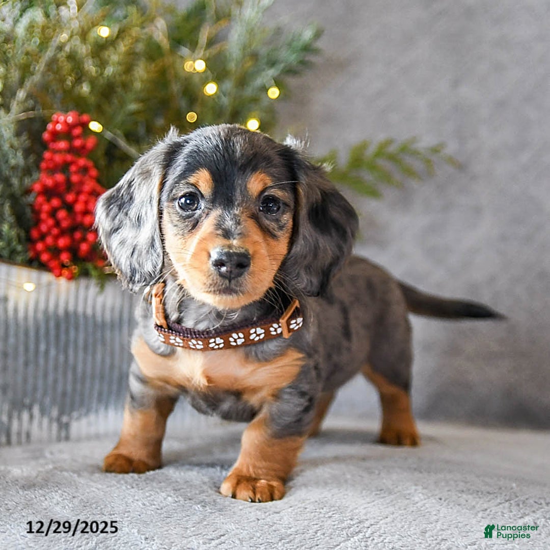 Miniature Dachshund dogs for sale: Scamper - Ad 2