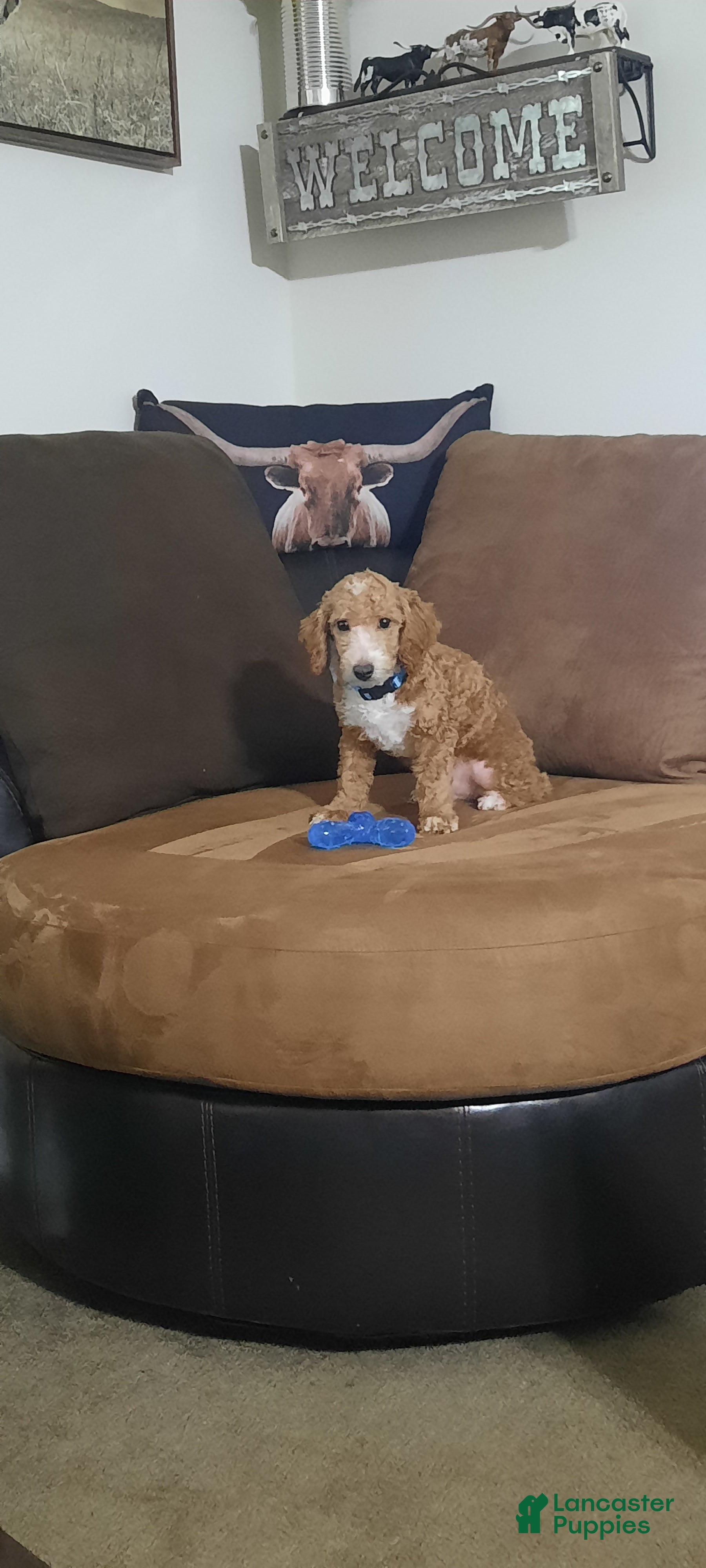Toy Poodle dogs for sale: Archer - Ad 1