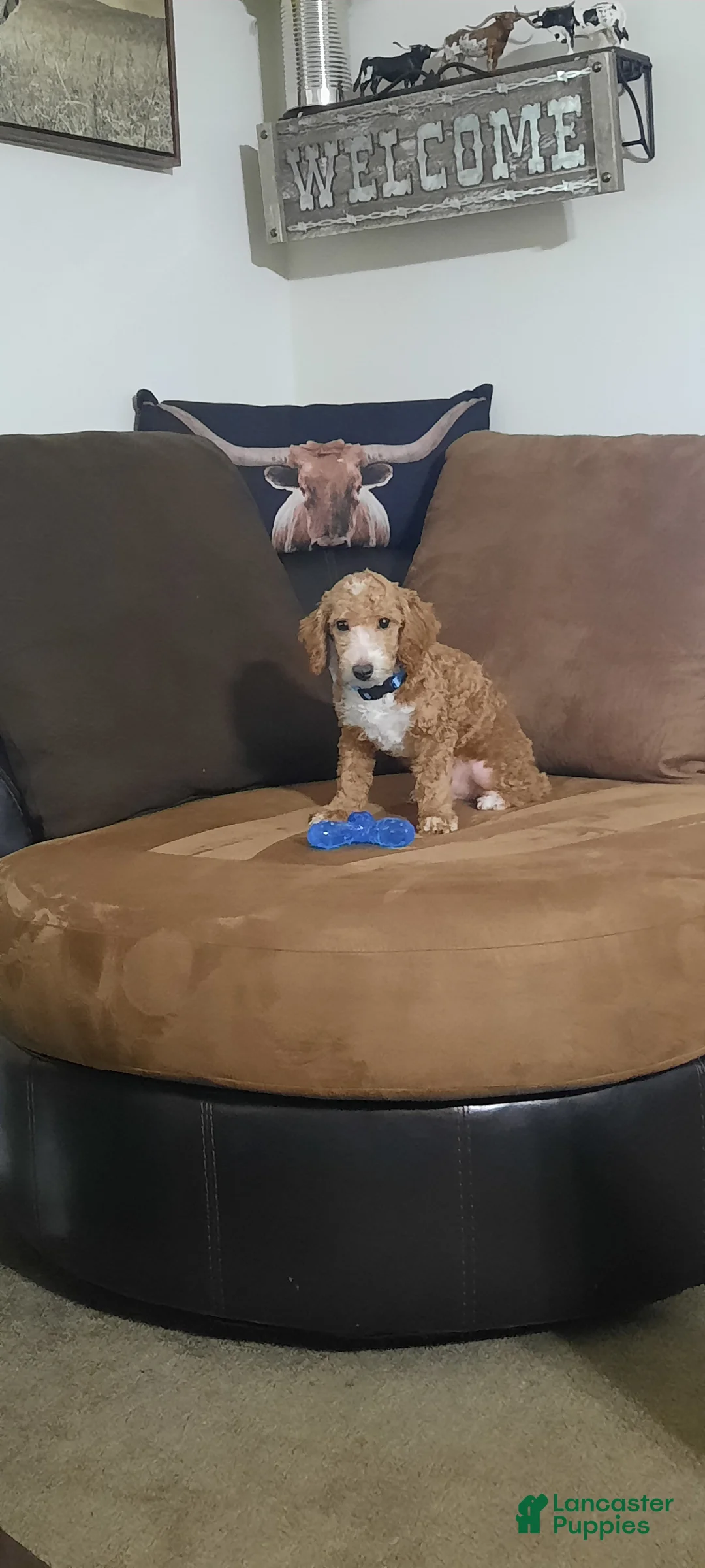 Toy Poodle dogs for sale: Archer - Ad 1