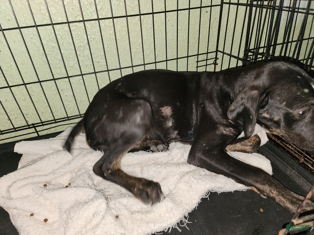 Catahoula Leopard Dog dogs for sale: Juliet 2025 Male 4 - Ad 16