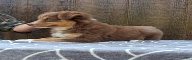 Australian Shepherd 6