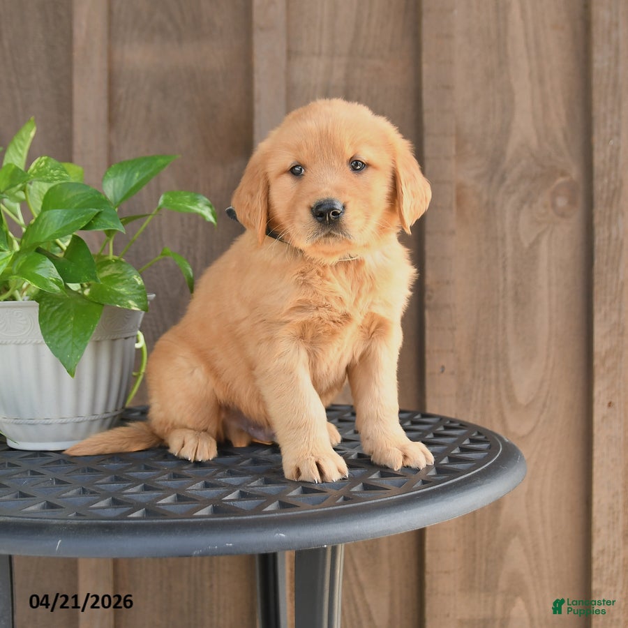 Golden Retriever dogs Ringo - Ad 1