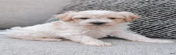 Havanese dogs for sale: Timmy - Ad 4
