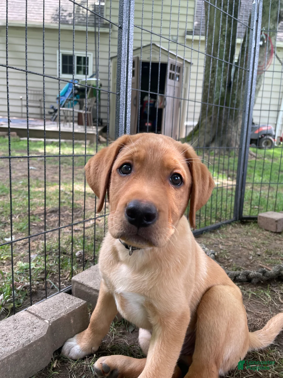 Labrador Retriever dogs for sale: Black Collar Batman - Ad 1