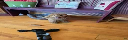 Mixed Breed dogs for sale: Toby - Ad 6