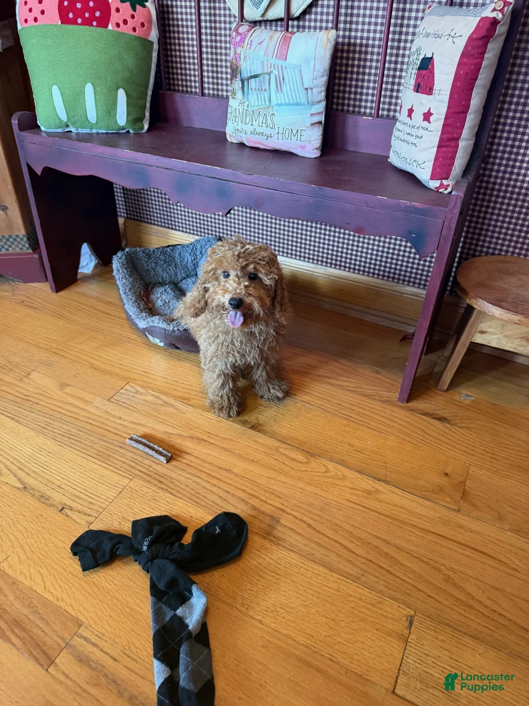 Mixed Breed dogs for sale: Toby - Ad 6