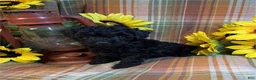 Miniature Poodle dogs for sale: Miniature Poodle 1 - Ad 1