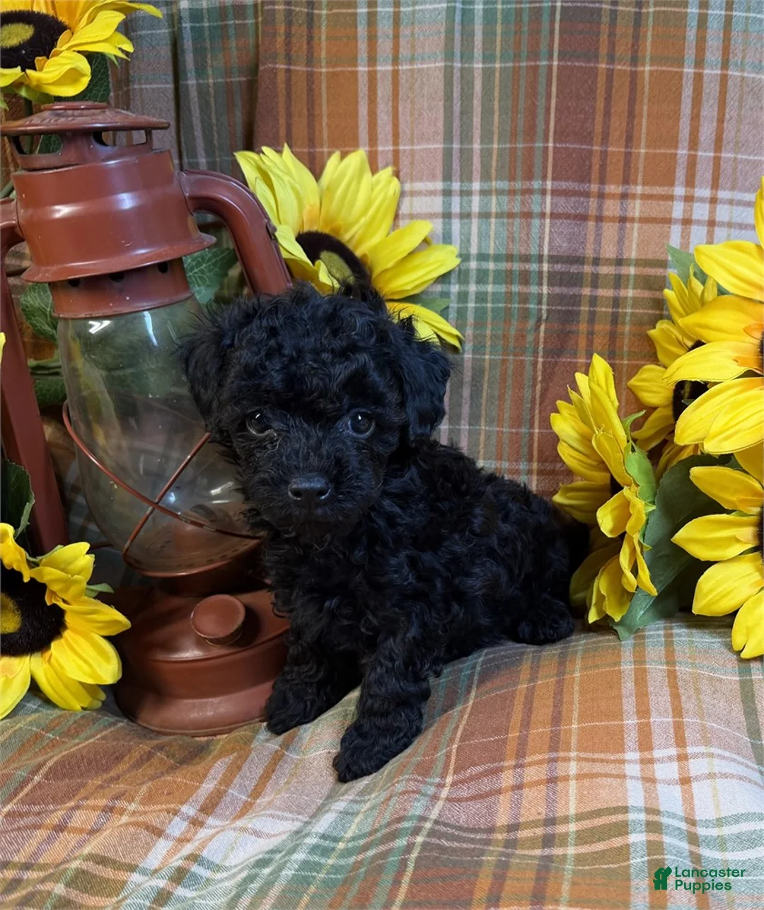 Miniature Poodle dogs for sale: Miniature Poodle 1 - Ad 1