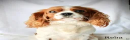 Cavalier King Charles Spaniel dogs for sale: Freckles - Ad 7