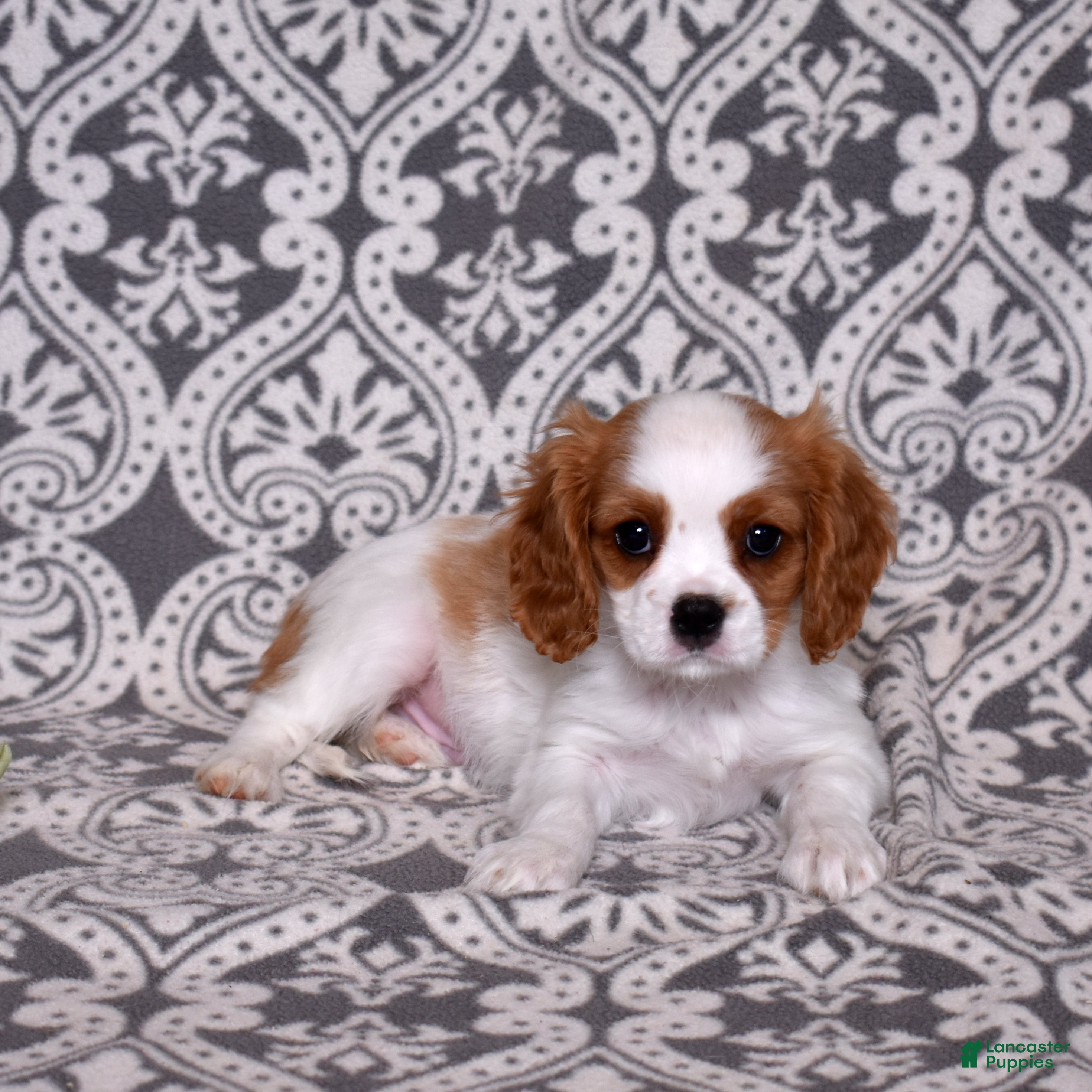 Cavalier King Charles Spaniel dogs Oliver - Ad 2