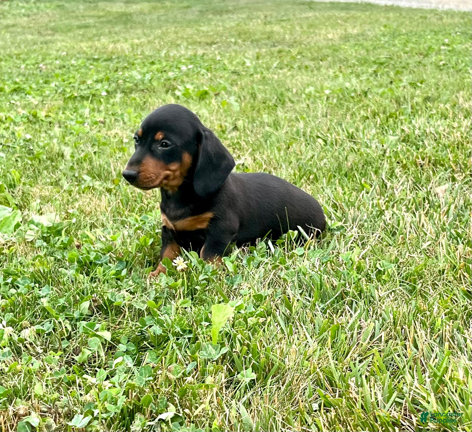 Dachshund dogs Dash - Ad 2